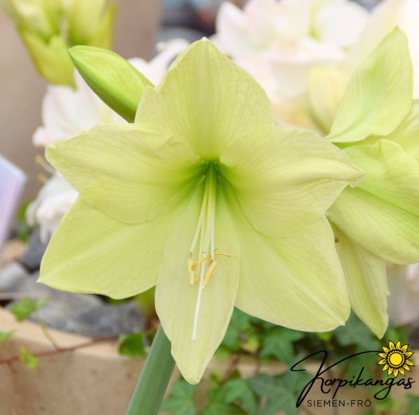Amaryllis